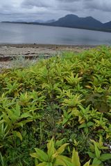 Koenigia polystachya