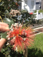 Metrosideros collina