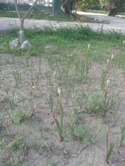 Zephyranthes longifolia