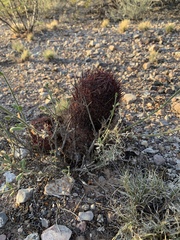 Echinomastus erectocentrus erectocentrus