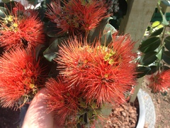 Metrosideros collina