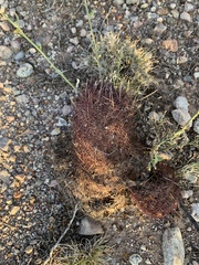 Echinomastus erectocentrus erectocentrus