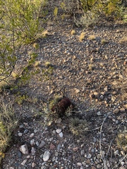 Echinomastus erectocentrus erectocentrus