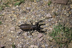 Mastigoproctus tohono