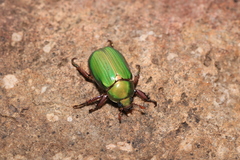 Chrysina lecontei