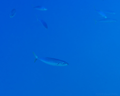 Decapterus macarellus