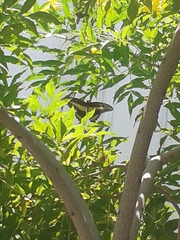 Papilio ornythion ornythion