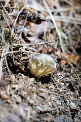 Helvella costifera