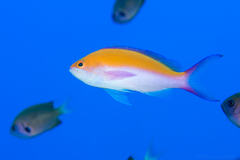 Nemanthias bicolor