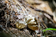 Helvella costifera
