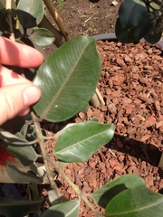 Metrosideros collina