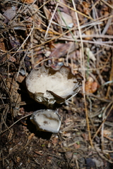 Helvella costifera