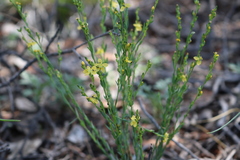 Linum neomexicanum