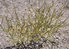 Carsonia sparsifolia
