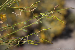 Carsonia sparsifolia