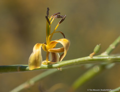 Carsonia sparsifolia
