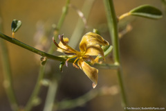 Carsonia sparsifolia