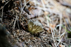 Helvella costifera