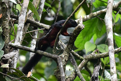 Callosciurus prevostii