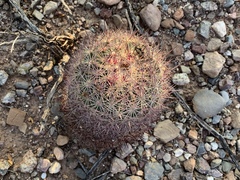 Echinomastus erectocentrus erectocentrus