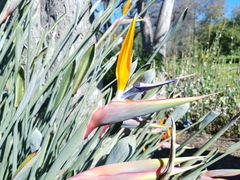 Strelitzia juncea