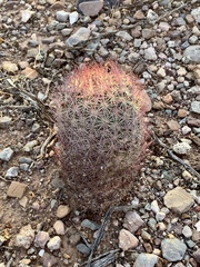Echinomastus erectocentrus erectocentrus