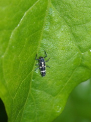 Cheilomenes sexmaculata