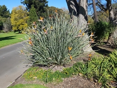 Strelitzia juncea