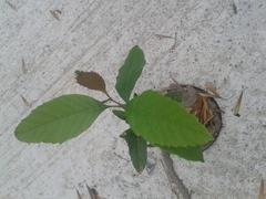 Fraxinus berlandieriana