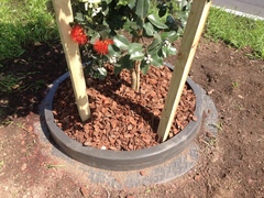 Metrosideros collina