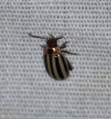 Kuschelina petaurista