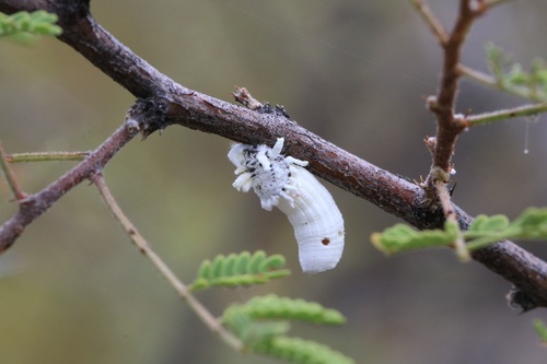 Riley's Giant Scale Insect