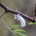 Riley's Giant Scale Insect - Photo (c) Jen Schlauch, some rights reserved (CC BY-NC), uploaded by Jen Schlauch