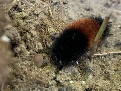 Pyrrharctia isabella