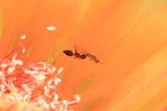 Crematogaster depilis