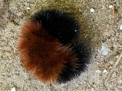 Pyrrharctia isabella