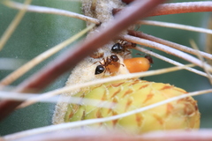 Crematogaster depilis