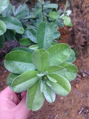 Callistachys lanceolata
