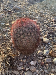 Echinomastus erectocentrus erectocentrus