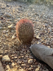 Echinomastus erectocentrus erectocentrus