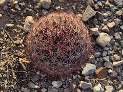 Echinomastus erectocentrus erectocentrus