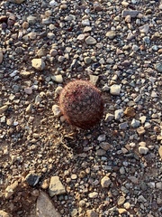 Echinomastus erectocentrus erectocentrus