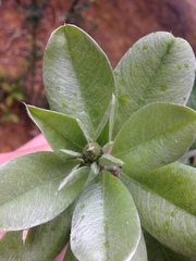 Callistachys lanceolata