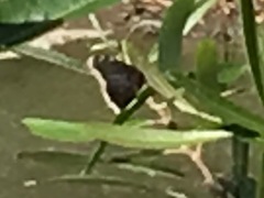 Nymphalis antiopa