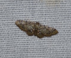 Idaea pervertipennis