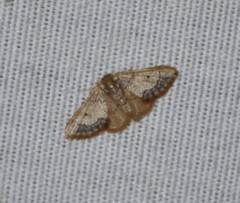 Idaea kendallaria