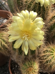 Parodia