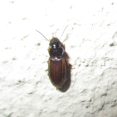Platymetopus figuratus