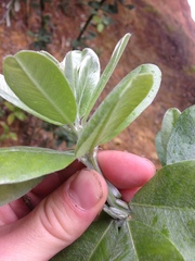 Callistachys lanceolata