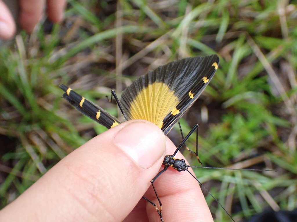 Parastratocles tessulatus